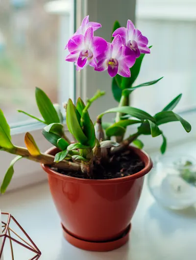 fleurs decoration maison